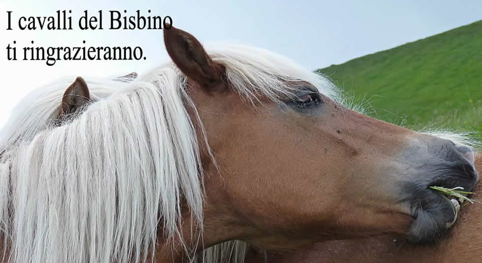 Cavalli di Bisbino